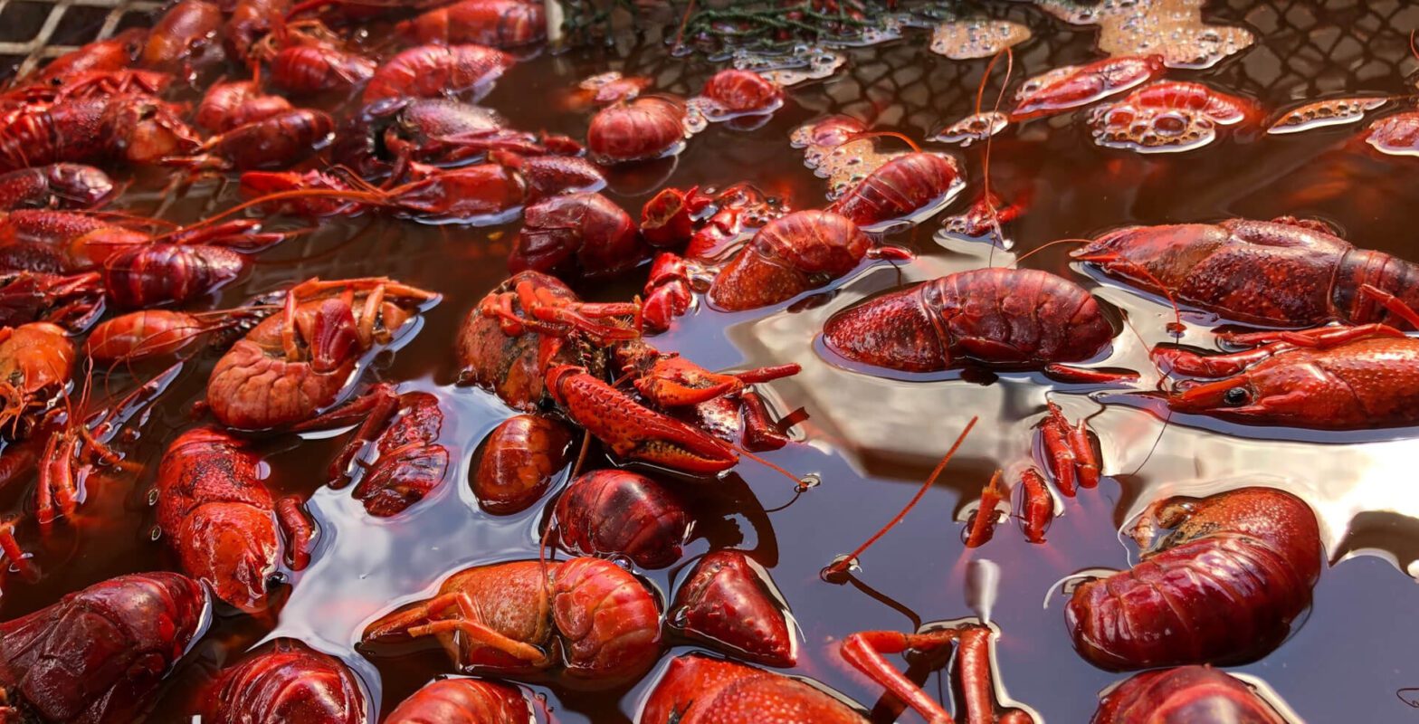 Crawfish Catering Dallas Heads or Tails Cajun Crawfish Best crawfish in the DFW area!