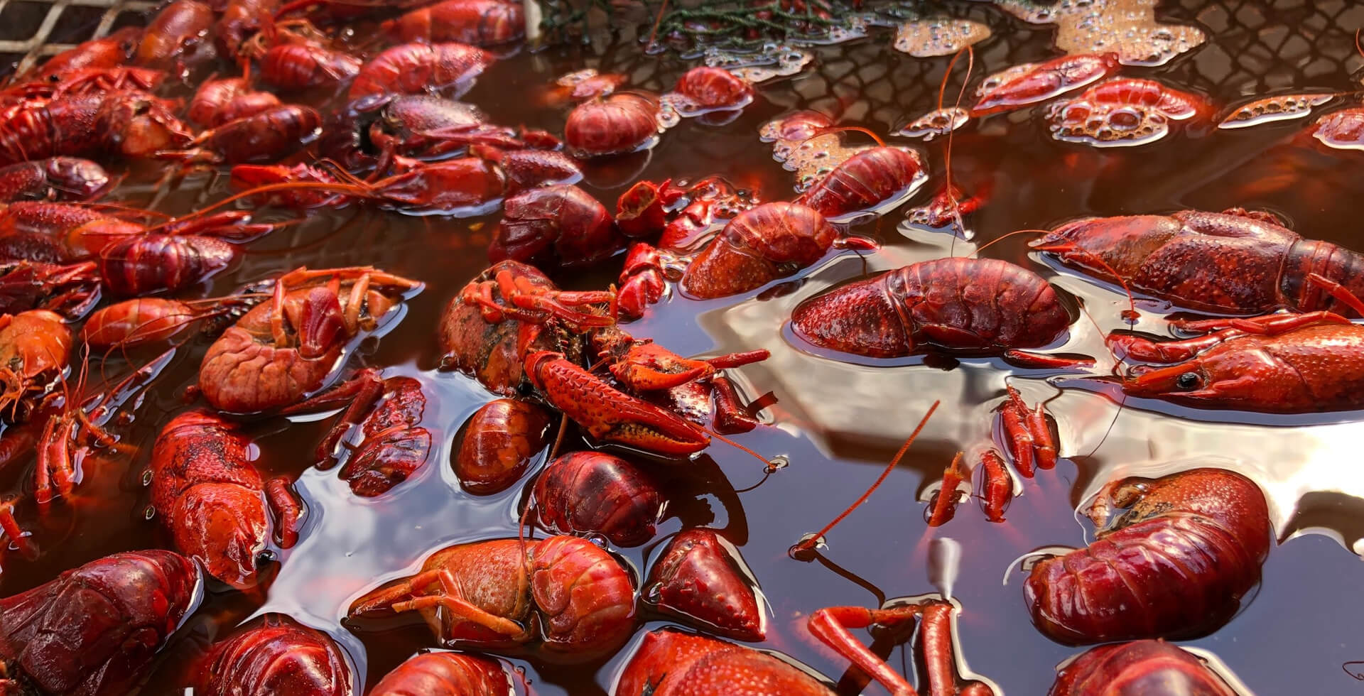 Crawfish Catering Dallas Heads or Tails Cajun Crawfish Best crawfish in the DFW area!