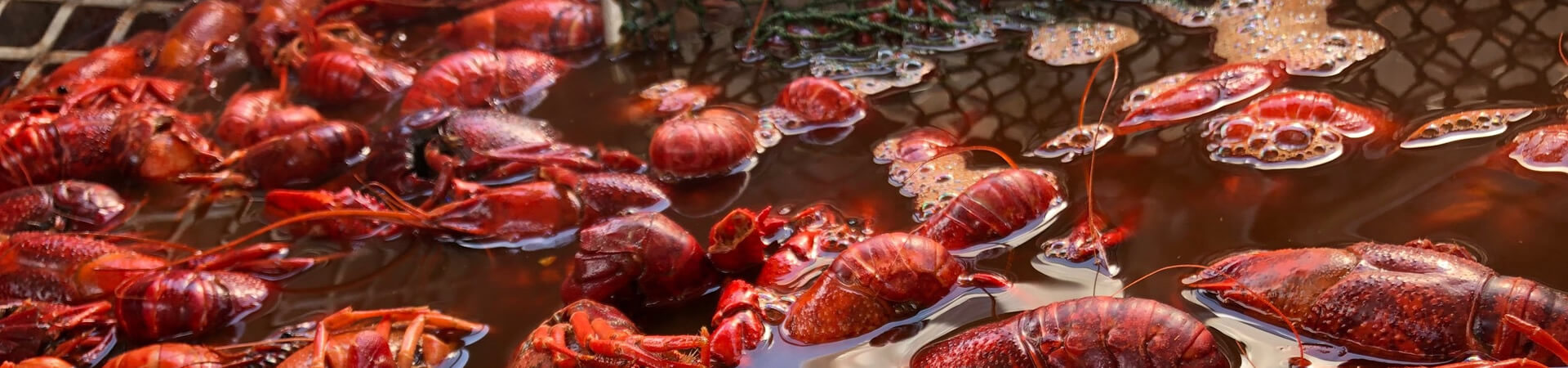 Live Crawfish - Heads or Tails Cajun Crawfish