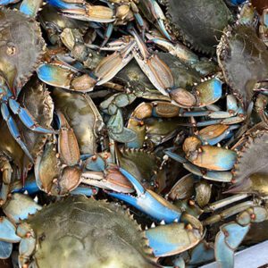 buy live blue crab